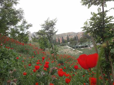 شقایق های تبریز